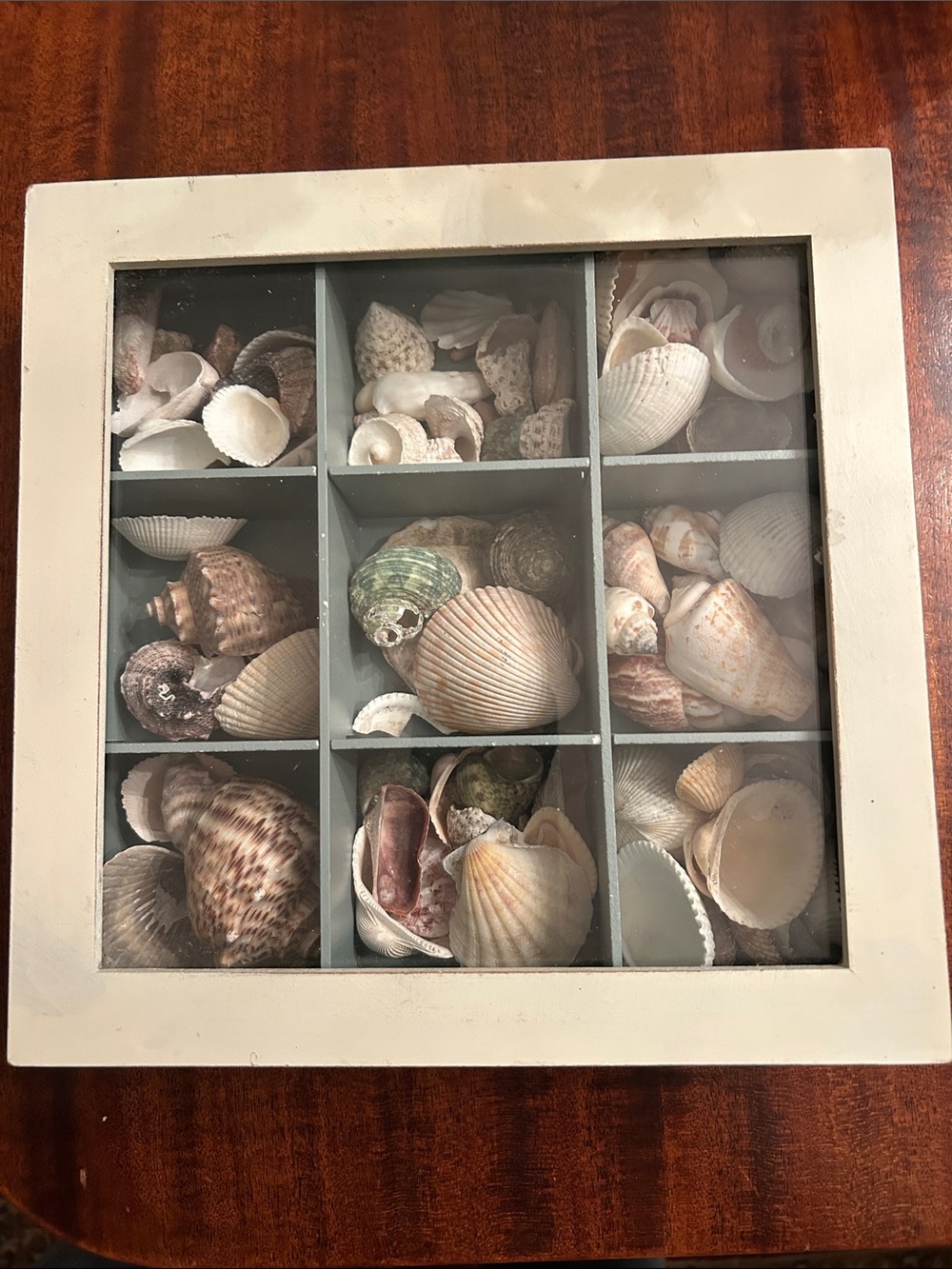 Shells- Box of Assorted Shells in glass topped wooden box